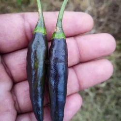Black Spicy Peppers Plants🌶️🪴/ Matas De chiles Negros picosos 🌶️🪴$7.00 each six pack