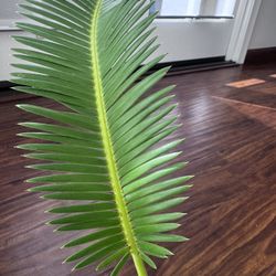 Dioon Edule (Chestnut Dioon) live plant In 6”