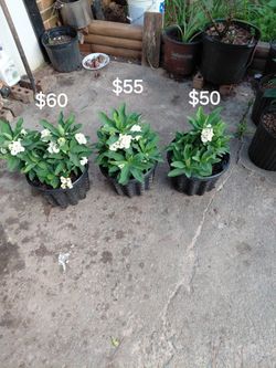 Crown Of Thorns (The prices are listed on the photo)