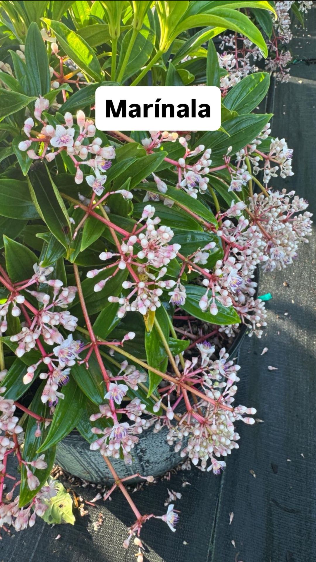 🌺 Plant: Marínala