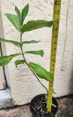 Giant Milkweed Plant, Live