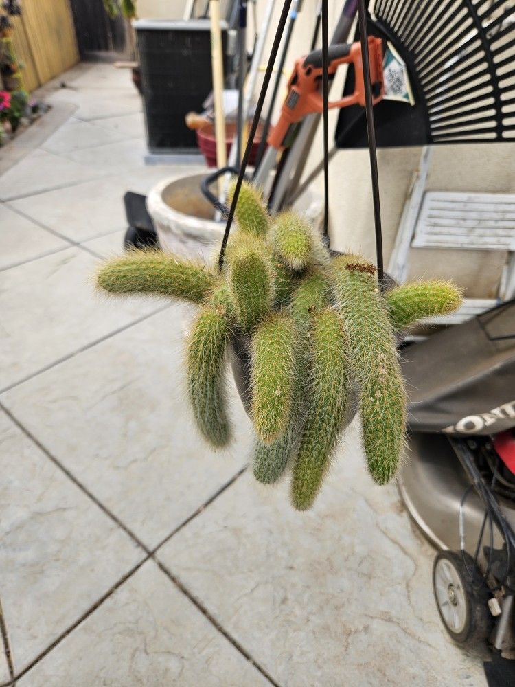 MONKEY TAIL