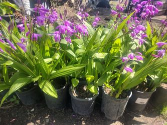 Flores Chinese Orchid 