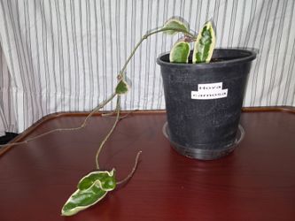 Hoya Carnosa "krimson queen" Live Plant