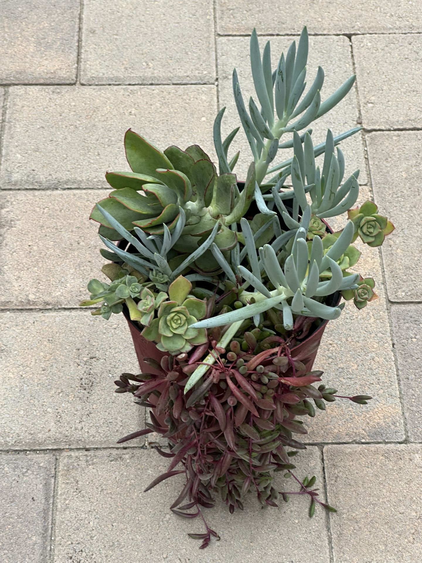 Assorted Succulent Plants 