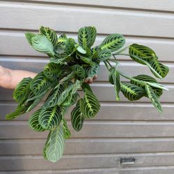 6” maranta lemon lime