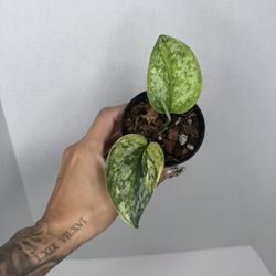 Scindapsus Geulis Plant 