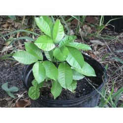 Ackee tree saplings 🌱