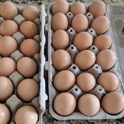Fresh Eggs
