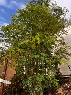 Malunggay Leaves