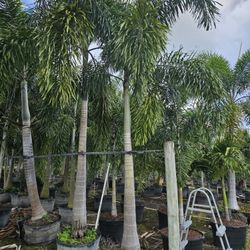 foxtail Palms pice 10+ feet tall huge 