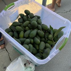 Avacados 