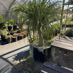 Succulents & Aloes & Cactus 