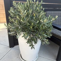 Large White Ceramic Pot With Olive Bush