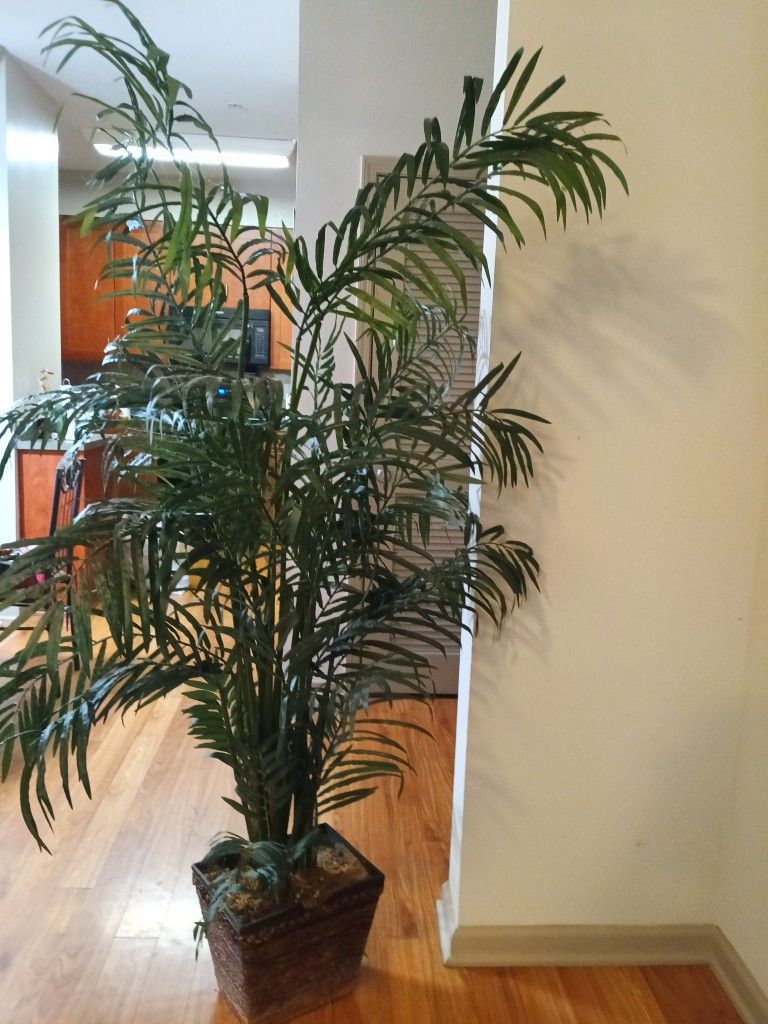 Tall Plant