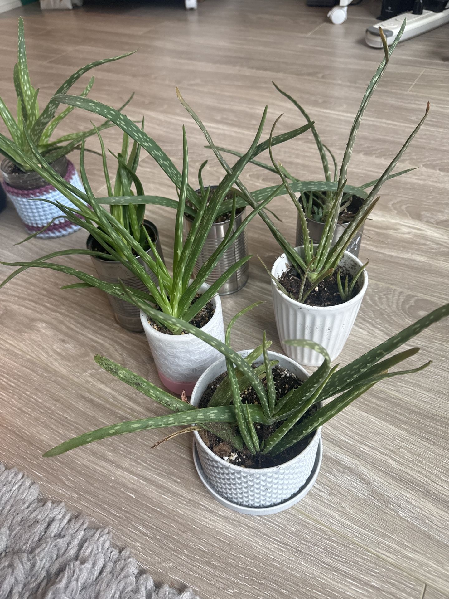 Potted Aloe Vera Plants