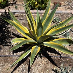 Homegrown Agave‘S In Clarkdale