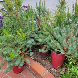 Pine   Tree (buy one get one %50 off)