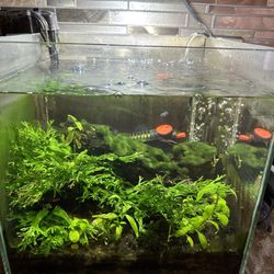 10 Gallon Rimless Freshwater Aquarium 