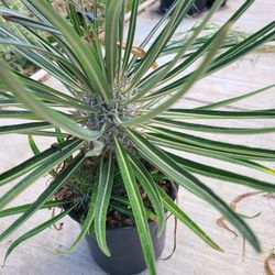Madagascar palm 1ft tall pink flower...