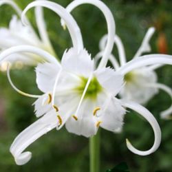 Peruvian Daffodil Bulbs