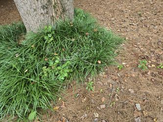 Mondo Monkey Grass Ground Cover
