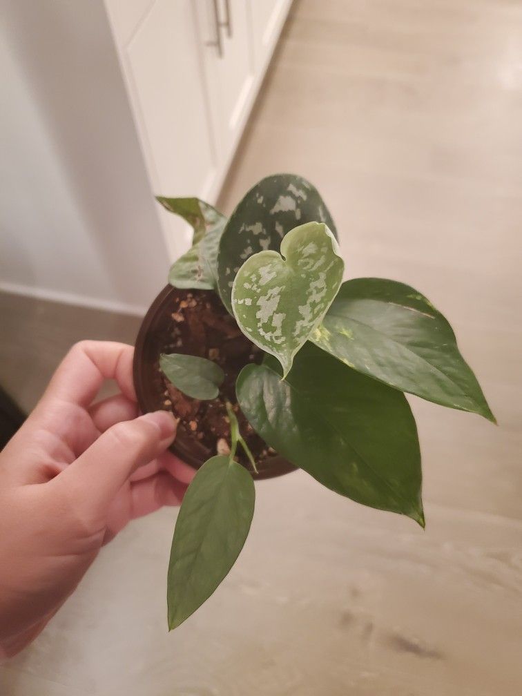 4 types of pothos cuttings