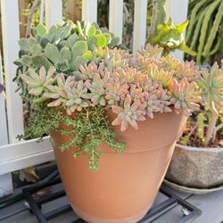 Mixed Succulents In Pot