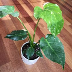 Rare Swiss Cheese Monstera in ceramic pot