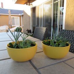 Pair Of Yellow Garden Pots With Succulents 