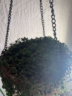 String of pearls