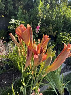 5' Tall Daylily Daylilies