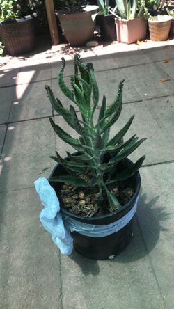 Calanchoe plant