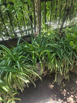 Spider plants