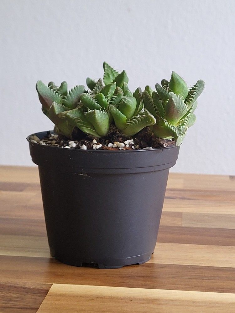 Tiger Jaws Sacculent (Faucaria Tigrina)