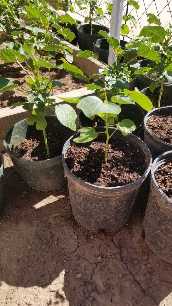 Roselle, Florida Cranberry, Hibiscus sabdariffa, Jamaica Plant