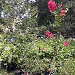 Crepe Myrtle 