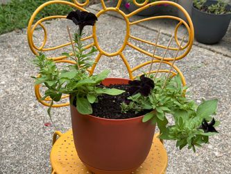 Beautiful Black Petunias