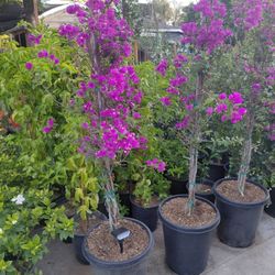 Bugambilia Morada 15gln 4ft