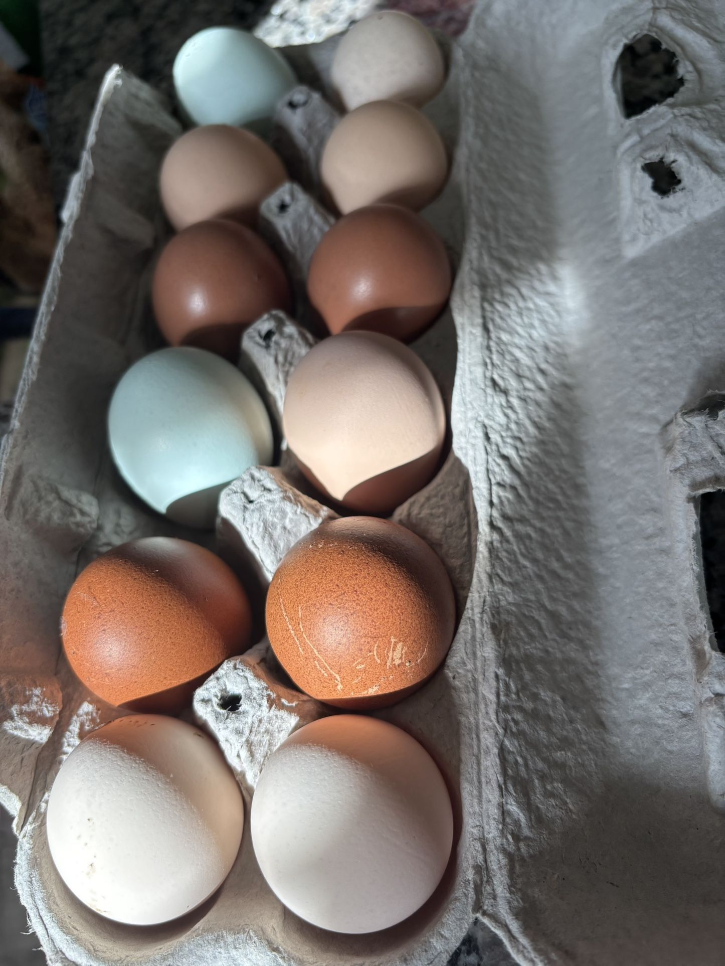 Hatched Eggs