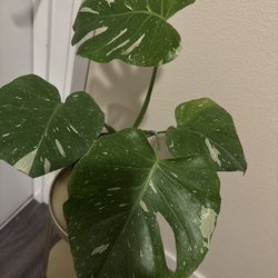 Monstera  Thai Constellation