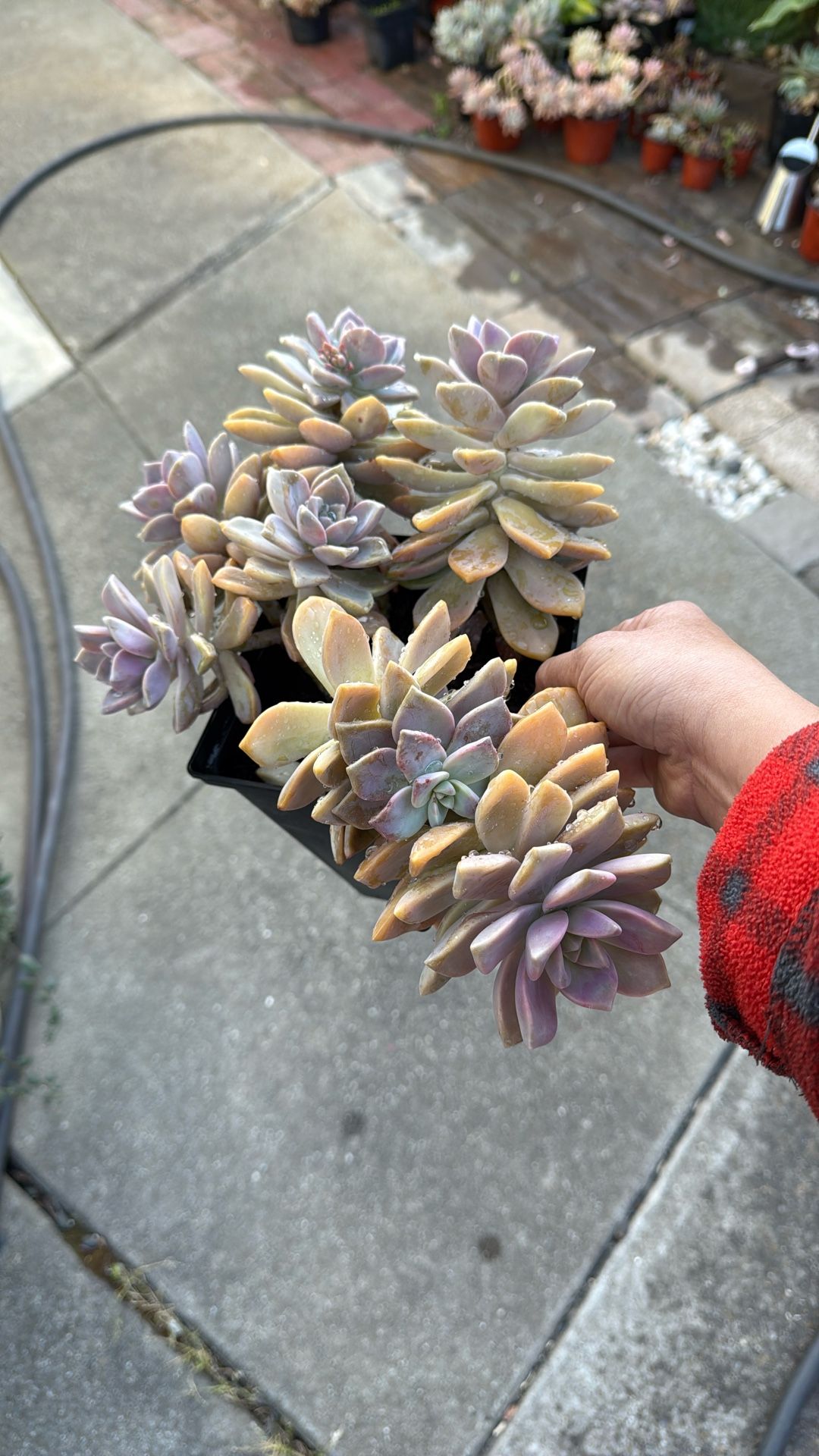Succulent Plant 6” Pot