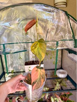 Philodendron Mican Highly Variegated Orange Aurea - 5inch