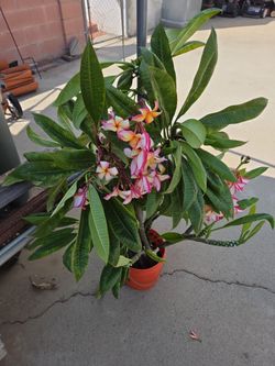 PLumeria