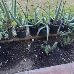 Medium Size Plants $15 Each