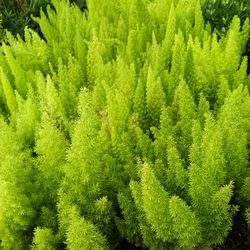 Foxtail Privacy Hedge Plants 🌿 3gl $8