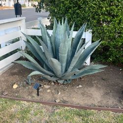 Succulents 