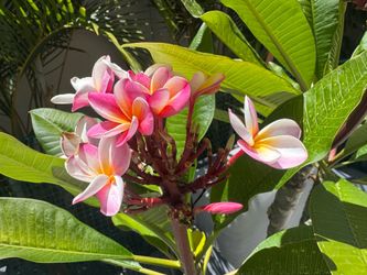 Plumeria, “Divine” from Jungle Jack’s