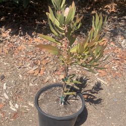 Protea “Pink Ice” Plant