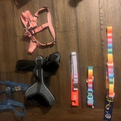 Variety Of Dog Collars, Harnesses, And A Leash 